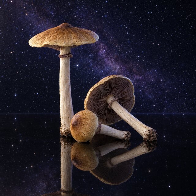 Golden Teacher mushroom